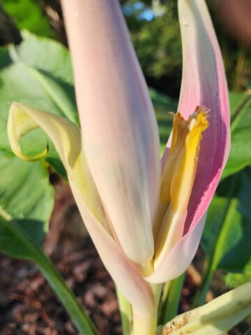 XL Hilo Torch Flowering Banana Tree (mauve streaked blooms, musa ornata) - Image 8