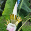 XL Hilo Torch Flowering Banana Tree (mauve streaked blooms, musa ornata)