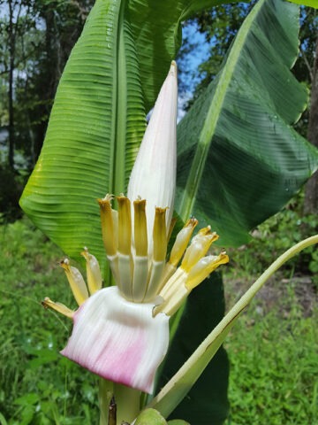 XL Hilo Torch Flowering Banana Tree (mauve streaked blooms, musa ornata)