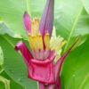 Lg. Royal Purple Banana Tree (musa ornata)