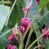 Lg. Royal Purple Banana Tree (musa ornata)