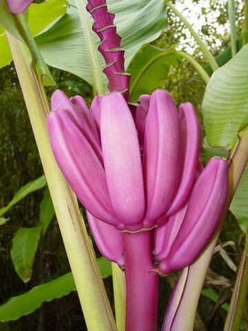 Alternative view of Royal Purple Banana Tree (musa ornata)