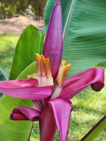 Lg. Royal Purple Banana Tree (musa ornata) - Image 8