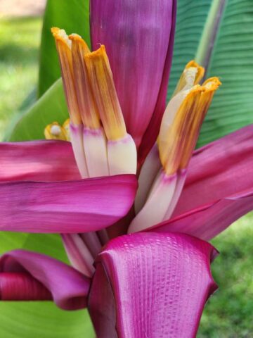 Alternative view of Lg. Royal Purple Banana Tree (musa ornata)