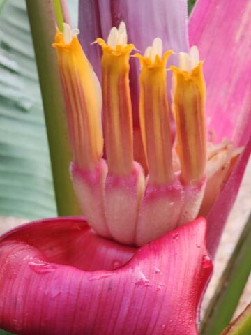 Lg. Royal Purple Banana Tree (musa ornata) - Image 7