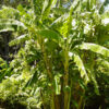 XXL 25 Foot Giant Banana Tree (musa saba)