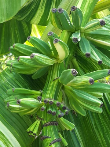 XXL Massive Thai Variegated Banana Tree (musa balbisiana)
