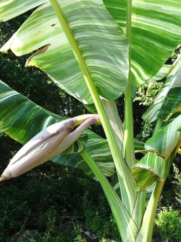 Alternative view of XXL Massive Thai Variegated Banana Tree (musa balbisiana)