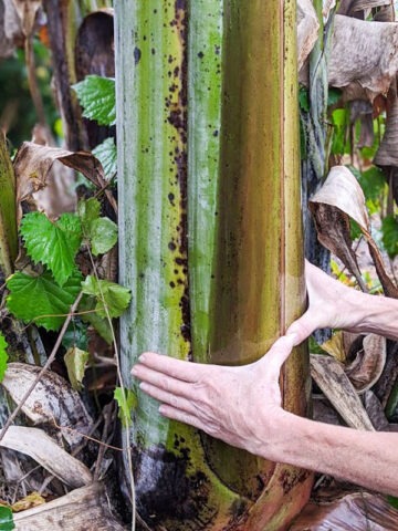 XXL Caribbean Blue Stem Banana Tree (variegated dna)
