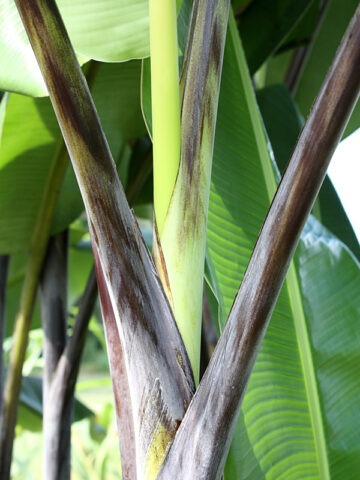 Alternative view of XXL Thai Black Banana Tree (musa balbisiana)