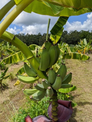 Alternative view of XXL Variegated Blue Java Ice Cream Banana Tree (musa sp)