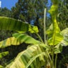 XXL Variegated Blue Java Ice Cream Banana Tree (musa sp)