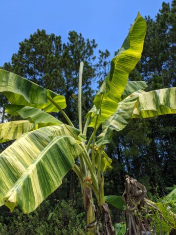XXL Variegated Blue Java Ice Cream Banana Tree (musa sp) - Image 4