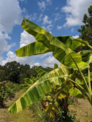 XXL Variegated Blue Java Ice Cream Banana Tree (musa sp) - Image 3