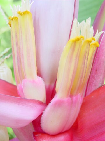 Alternative view of Pink Teddy Bear Banana Tree (musa velutina)