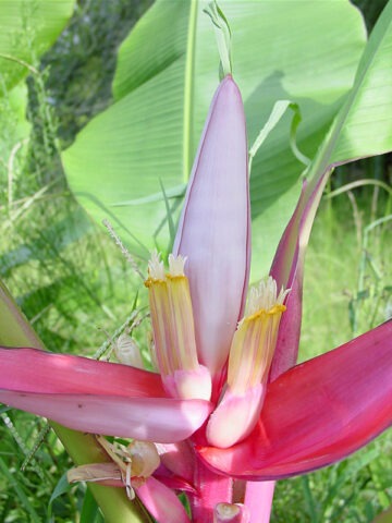 Pink Teddy Bear Banana Tree (musa velutina)