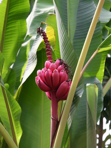 Alternative view of Lg. Pink Teddy Bear Banana Tree (musa velutina)