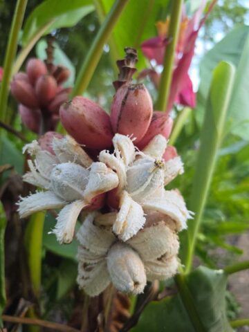 Alternative view of Lg. Pink Teddy Bear Banana Tree (musa velutina)