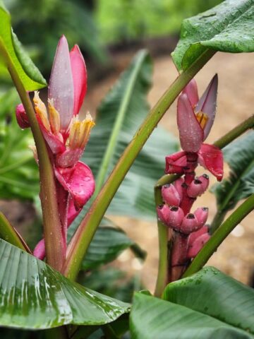 Lg. Pink Teddy Bear Banana Tree (musa velutina) - Image 7