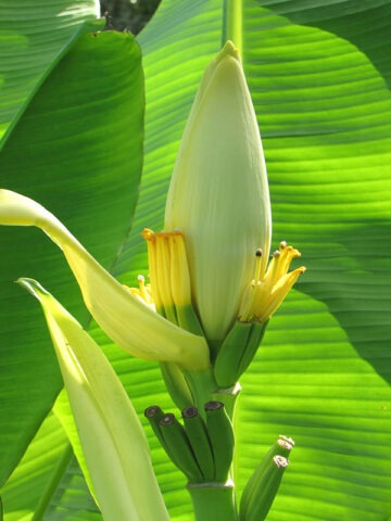 XL Siam Yellow Banana Tree (musa sp)