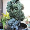 Lg. Myrtillocactus Geometrizans Blue Crest Cactus