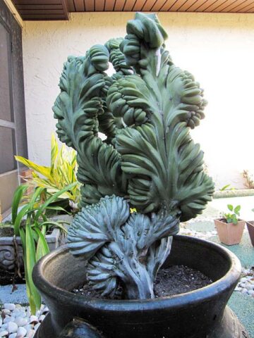Alternative view of Lg. Myrtillocactus Geometrizans Blue Crest Cactus (Actual Plant Last Pics) #3