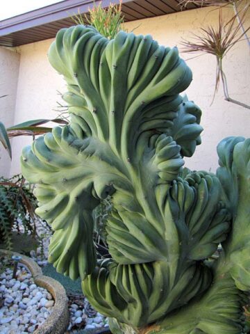 Alternative view of Lg. Myrtillocactus Geometrizans Blue Crest Cactus