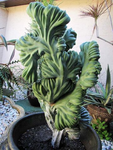 Lg. Myrtillocactus Geometrizans Blue Crest Cactus (Actual Plant Last Pics) #3