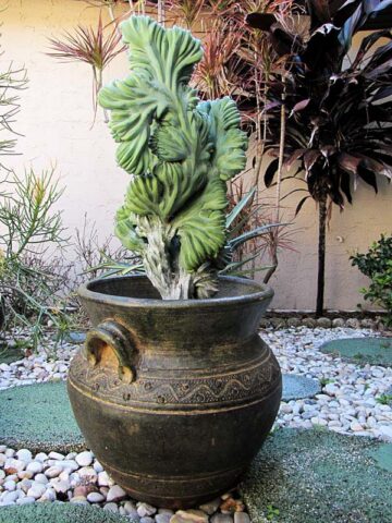 Lg. Myrtillocactus Geometrizans Blue Crest Cactus (Actual Plant Last Pics) #3 - Image 3