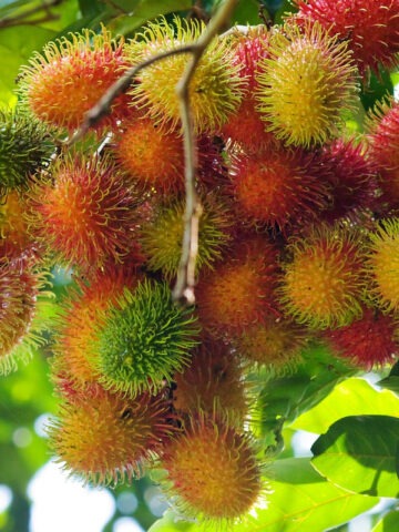 Lg. Indonesian Rambutan Tree (nephelium lappaceum)