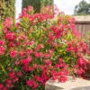 Lipstick Red Oleander Plant (nerium oleander)