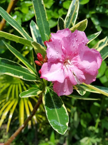 Lg. Variegated Pink Oleander Plant (nerium oleander)