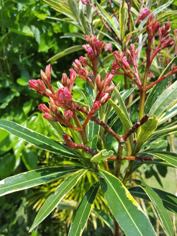 Alternative view of Lg. Variegated Pink Oleander Plant (nerium oleander)