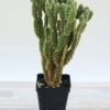 Purple Cinnamon Pad Cactus Plant (opuntia baby)