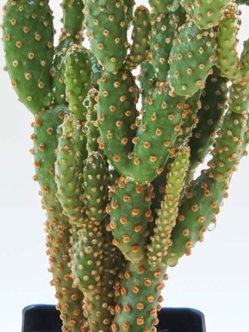 Alternative view of Purple Cinnamon Pad Cactus Plant (opuntia baby)