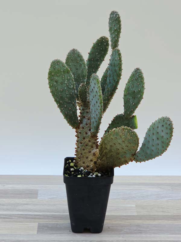 Giant Beaver Tail Pad Cactus Plant (opuntia basilaris) - Image 3