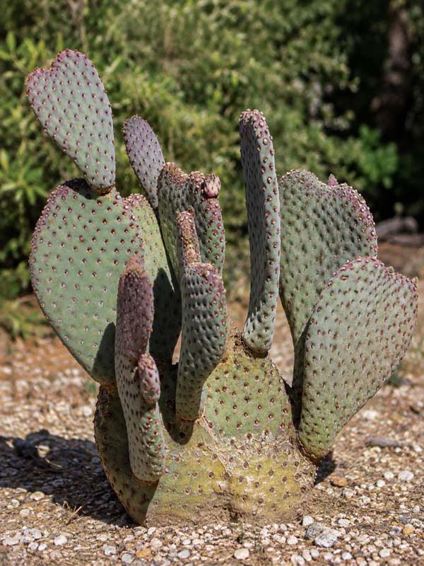 Giant Beaver Tail Pad Cactus Plant (opuntia basilaris) - Image 2
