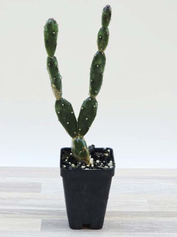 Popular Petite Prickly Pear Pad Cactus Plant (opuntia canterae)