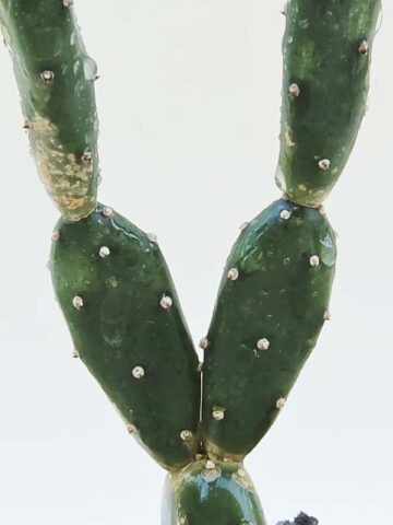 Alternative view of Popular Petite Prickly Pear Pad Cactus Plant (opuntia canterae)