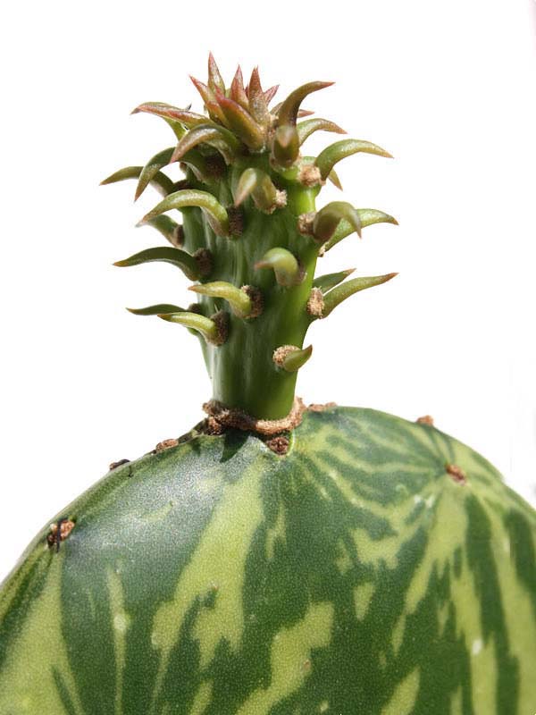 Tricolor Prickly Pear Pad Cactus Plant (opuntia ochenillifera) - Image 2