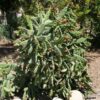Lg. Thornless Slim Jim Pad Cactus Plant (opuntia cochenillifera)