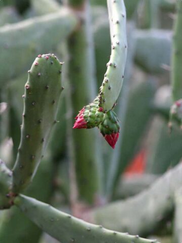 Lg. Thornless Slim Jim Pad Cactus Plant (opuntia cochenillifera) - Image 3