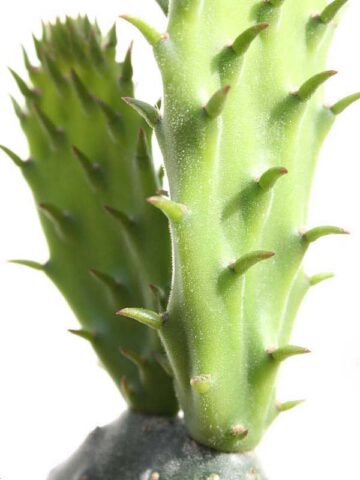 Lg. Thornless Slim Jim Pad Cactus Plant (opuntia cochenillifera) - Image 11