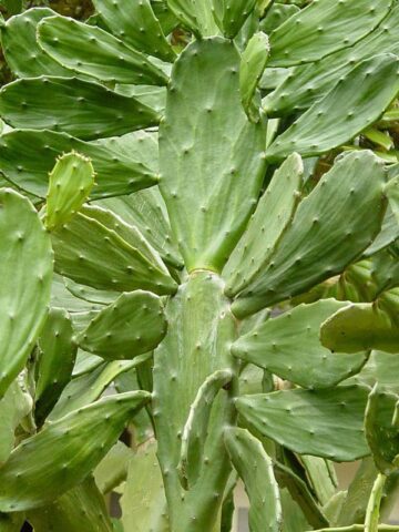 Lg. Thornless Slim Jim Pad Cactus Plant (opuntia cochenillifera) - Image 6