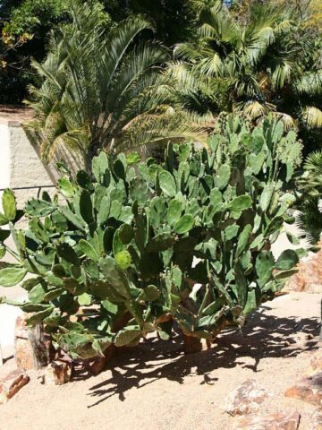 Lg. Thornless Slim Jim Pad Cactus Plant (opuntia cochenillifera) - Image 12