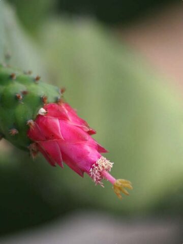 Lg. Thornless Slim Jim Pad Cactus Plant (opuntia cochenillifera) - Image 4