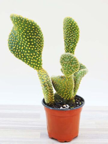 Lg. Beautiful Golden Swirl Pad Cactus Plant (opuntia microdasys monstrose)
