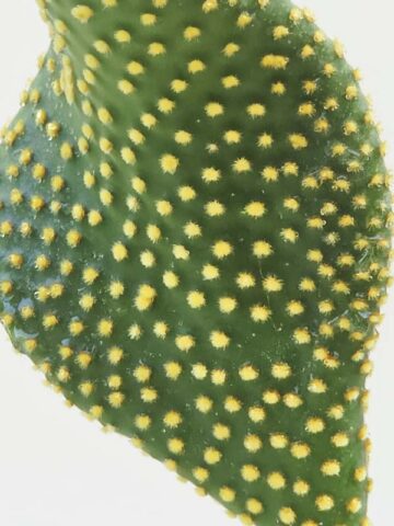 Alternative view of Lg. Beautiful Golden Swirl Pad Cactus Plant (opuntia microdasys monstrose)