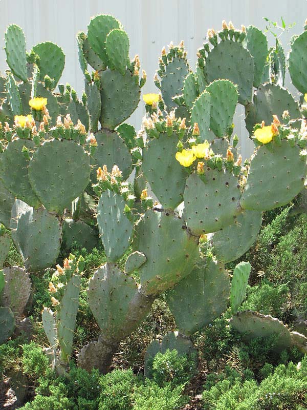 Lg. Giant Old Mexico Cactus Plant Grows 12 Inch Plus Pads (opuntia gomei mex) - Image 2