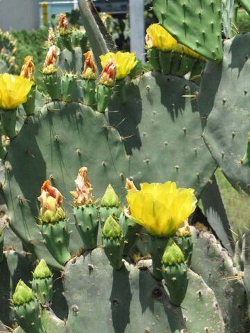 Lg. Giant Old Mexico Cactus Plant Grows 12 Inch Plus Pads (opuntia gomei mex)